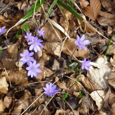 Verlegung Wanderung